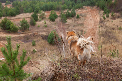 Dog on haystack looks on field