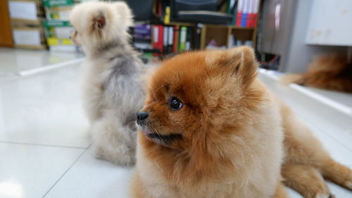 Dog looking away while standing on floor at home