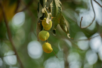 Close-up of fruit growing on tree