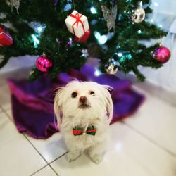 Dog on christmas tree