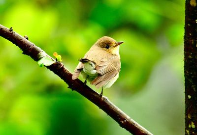 Close-up of bird perching on branch