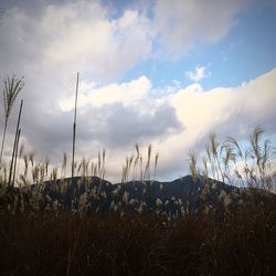 Plants on field against sky