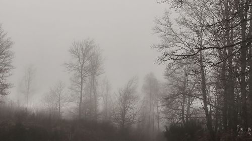 Trees in forest during foggy weather