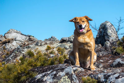 Dog standing on rock against clear sky