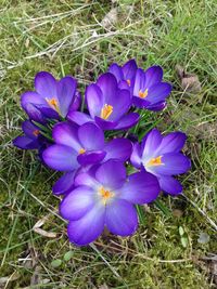 High angle view of purple crocus blooming on field