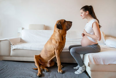 Dog looking at pregnant woman sitting on sofa at home