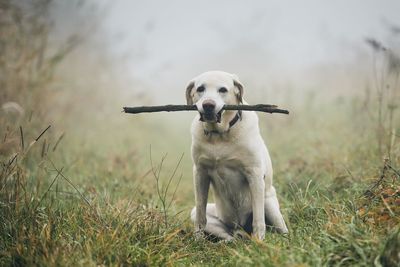 Portrait of dog with stick in mouth sitting on field