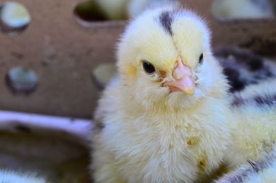 Close-up of a chick