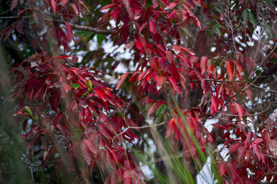 Close-up of red leaves on tree