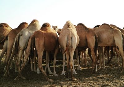 Camels standing on field against sky on sunny day