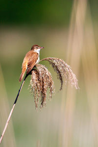 Great reed warbler singing in reeds