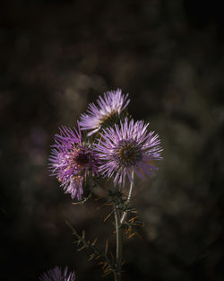 Close-up of purple thistle flower