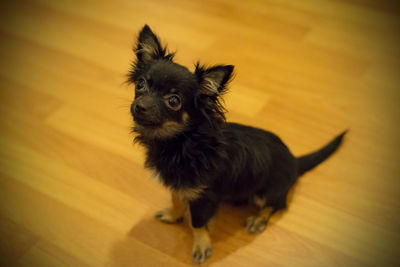 Portrait of a dog on hardwood floor