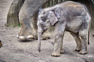 Elephant in a field