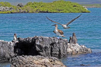 Seagulls flying over rocks by sea