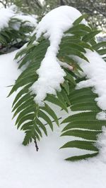 Close-up of frozen plant during winter