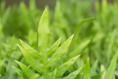 Close-up of fresh green plant