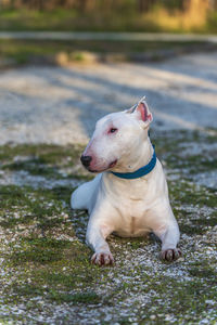 View of a dog looking away