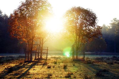 Sunlight streaming through trees on lake during sunset