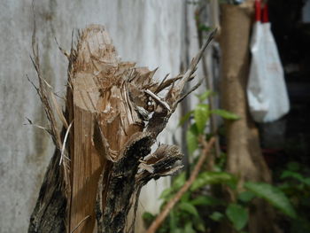 Close-up of dead tree