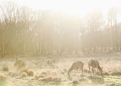 Deer grazing on field at richmond park