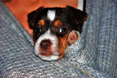 Close-up portrait of dog