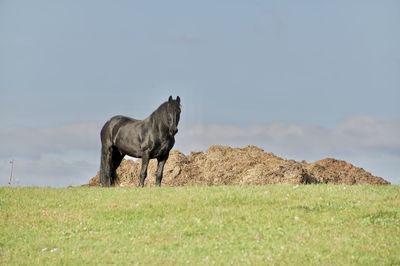 Horse standing in a field