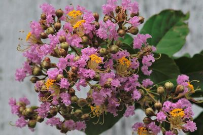 Close-up of pink flowers blooming outdoors