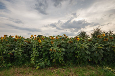 Sunflower growing on field against sky