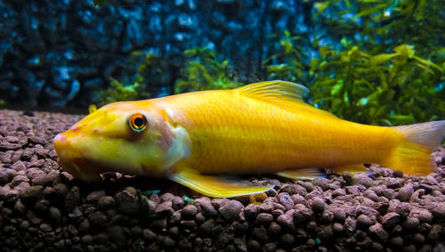Close-up of yellow fish swimming in water
