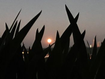 Silhouette of fire at sunset