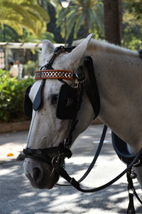 Close-up of a horse