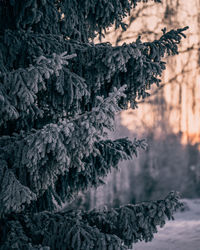 Pine trees in forest during winter