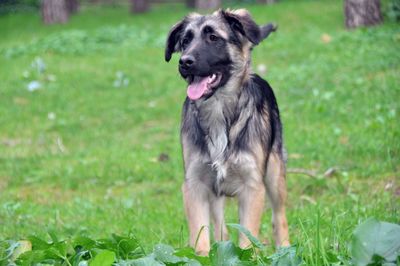 Portrait of a dog on field