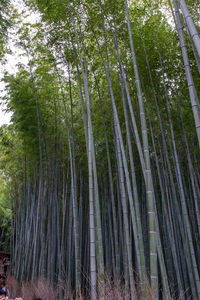 Low angle view of bamboo trees in forest