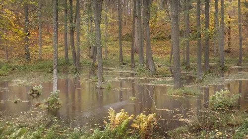 Scenic view of forest