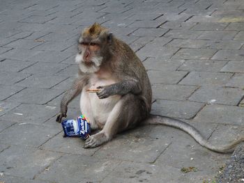 High angle view of monkey sitting outdoors