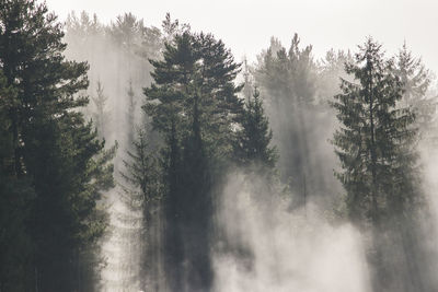 Trees in forest against sky