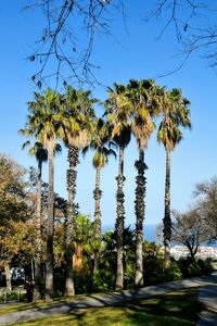 Low angle view of trees against clear blue sky