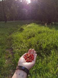 Forest berries