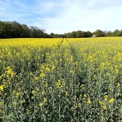 Scenic view of oilseed rape field against sky