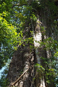 Low angle view of trees in forest