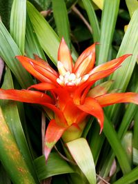 Close-up of red flowers blooming outdoors