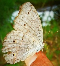 Close-up of butterfly