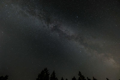 Low angle view of trees against star field at night