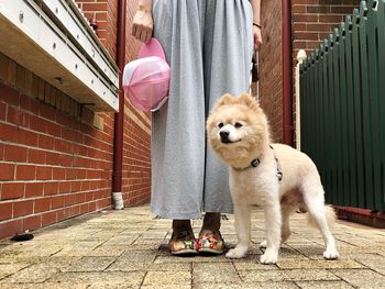 Portrait of dog standing outdoors