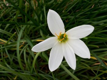 Close-up of white flowers