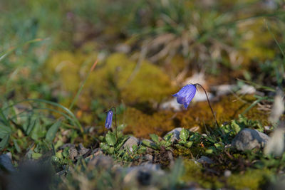 Close-up of purple crocus flowers on field