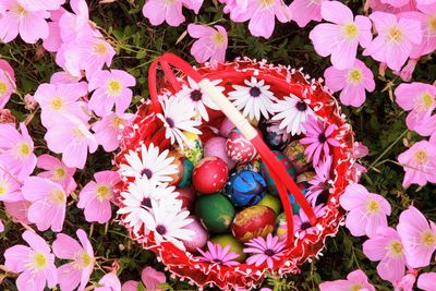 High angle view of pink flowering plants on field