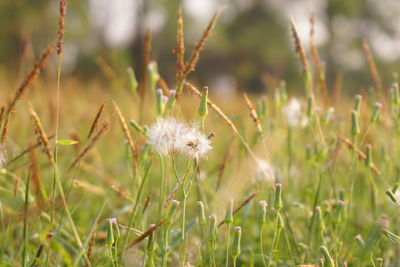 Close-up of white dandelion flower on field